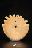 88241 - Top Beautiful 1.19 Inch Heliophora orbicularis (Urchin) Upper Pliocene