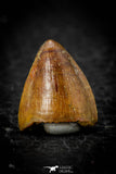 08104 - Top Quality 0.54 Inch Hamadasuchus rebouli Crocodile Tooth Cretaceous KemKem