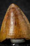 08104 - Top Quality 0.54 Inch Hamadasuchus rebouli Crocodile Tooth Cretaceous KemKem