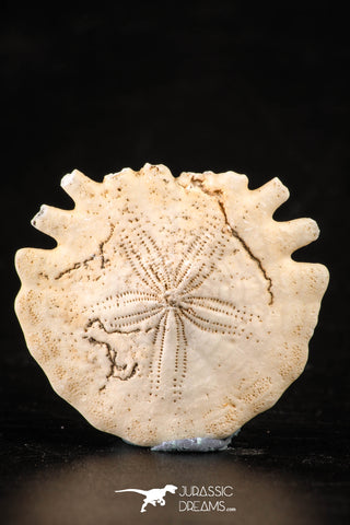 88242 - Top Beautiful 1.24 Inch Heliophora orbicularis (Urchin) Upper Pliocene