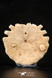 88242 - Top Beautiful 1.24 Inch Heliophora orbicularis (Urchin) Upper Pliocene