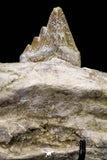 20591 -  Extremely Rare 6.34 Inch Pappocetus lugardi (Whale Ancestor) Partial Left Hemi Jaw