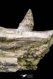 20591 -  Extremely Rare 6.34 Inch Pappocetus lugardi (Whale Ancestor) Partial Left Hemi Jaw