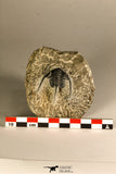30756 - Well Prepared 1.36 Inch Cyphaspis (Otarion) cf. boutscharafinense Devonian Trilobite