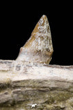 20591 -  Extremely Rare 6.34 Inch Pappocetus lugardi (Whale Ancestor) Partial Left Hemi Jaw