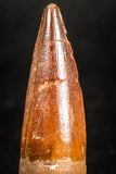 05033 - Top Beautiful 1.59 Inch Spinosaurus Dinosaur Tooth Cretaceous