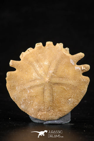 88243 - Top Beautiful 1.20 Inch Heliophora orbicularis (Urchin) Upper Pliocene