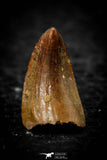 08105 - Well Preserved 0.56 Inch Hamadasuchus rebouli Crocodile Tooth Cretaceous KemKem