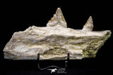 20591 -  Extremely Rare 6.34 Inch Pappocetus lugardi (Whale Ancestor) Partial Left Hemi Jaw