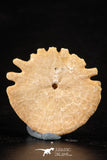 88243 - Top Beautiful 1.20 Inch Heliophora orbicularis (Urchin) Upper Pliocene