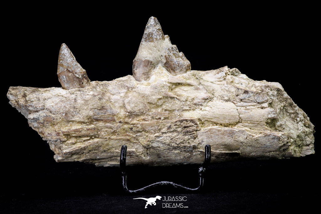 20591 -  Extremely Rare 6.34 Inch Pappocetus lugardi (Whale Ancestor) Partial Left Hemi Jaw