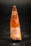 05033 - Top Beautiful 1.59 Inch Spinosaurus Dinosaur Tooth Cretaceous