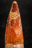 05033 - Top Beautiful 1.59 Inch Spinosaurus Dinosaur Tooth Cretaceous