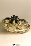 30756 - Well Prepared 1.36 Inch Cyphaspis (Otarion) cf. boutscharafinense Devonian Trilobite