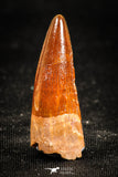 05034 - Well Preserved 1.23 Inch Spinosaurus Dinosaur Tooth Cretaceous