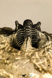 30756 - Well Prepared 1.36 Inch Cyphaspis (Otarion) cf. boutscharafinense Devonian Trilobite