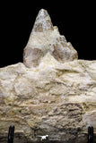 20591 -  Extremely Rare 6.34 Inch Pappocetus lugardi (Whale Ancestor) Partial Left Hemi Jaw