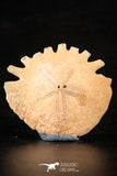 88244 - Top Beautiful 1.52 Inch Heliophora orbicularis (Urchin) Upper Pliocene