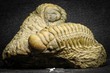 22045 - Top Association Crotalocephalina gibbus + Reedops sp. Lower Devonian Trilobites