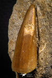 07691 - Rare 1.70 Inch Mosasaurus hoffmanni Tooth on Matrix Late Cretaceous