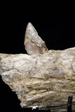 20591 -  Extremely Rare 6.34 Inch Pappocetus lugardi (Whale Ancestor) Partial Left Hemi Jaw