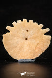 88244 - Top Beautiful 1.52 Inch Heliophora orbicularis (Urchin) Upper Pliocene