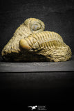 22045 - Top Association Crotalocephalina gibbus + Reedops sp. Lower Devonian Trilobites