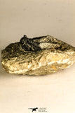 30756 - Well Prepared 1.36 Inch Cyphaspis (Otarion) cf. boutscharafinense Devonian Trilobite