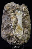 20496 - Finest Grade Unidentified Mosasaur 2 Phalanx Paddle Bones + Rhombodus Tooth