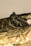 30756 - Well Prepared 1.36 Inch Cyphaspis (Otarion) cf. boutscharafinense Devonian Trilobite