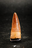 05034 - Well Preserved 1.23 Inch Spinosaurus Dinosaur Tooth Cretaceous