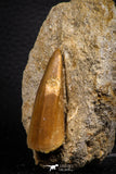 07691 - Rare 1.70 Inch Mosasaurus hoffmanni Tooth on Matrix Late Cretaceous