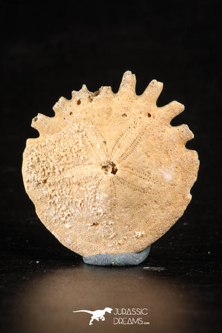 88245 - Top Beautiful 1.40 Inch Heliophora orbicularis (Urchin) Upper Pliocene
