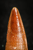 05034 - Well Preserved 1.23 Inch Spinosaurus Dinosaur Tooth Cretaceous