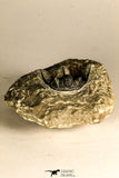 30756 - Well Prepared 1.36 Inch Cyphaspis (Otarion) cf. boutscharafinense Devonian Trilobite