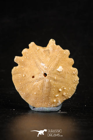 88246 - Top Beautiful 1.22 Inch Heliophora orbicularis (Urchin) Upper Pliocene