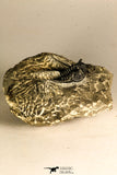 30756 - Well Prepared 1.36 Inch Cyphaspis (Otarion) cf. boutscharafinense Devonian Trilobite