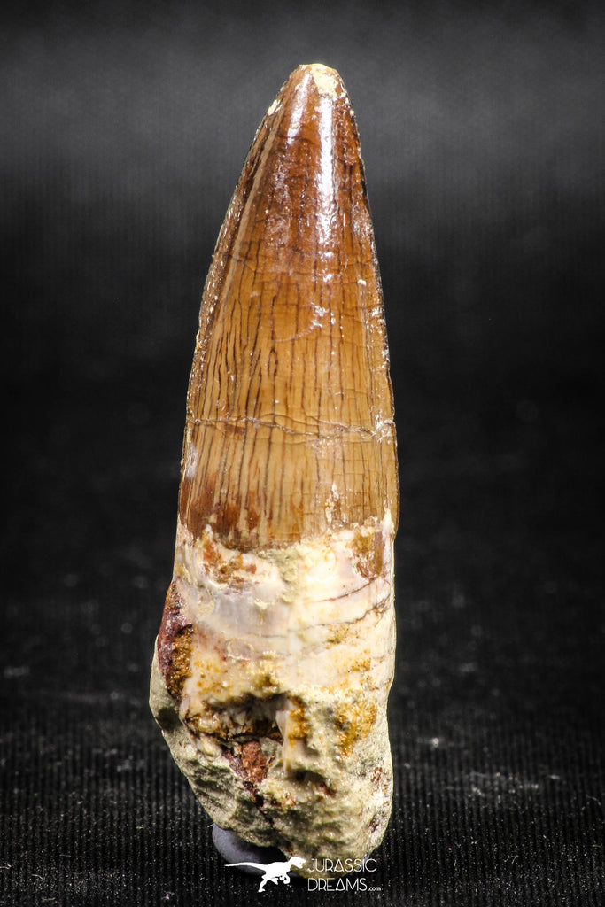 05035 -  Top Beautiful 1.94 Inch Spinosaurus Dinosaur Tooth Cretaceous