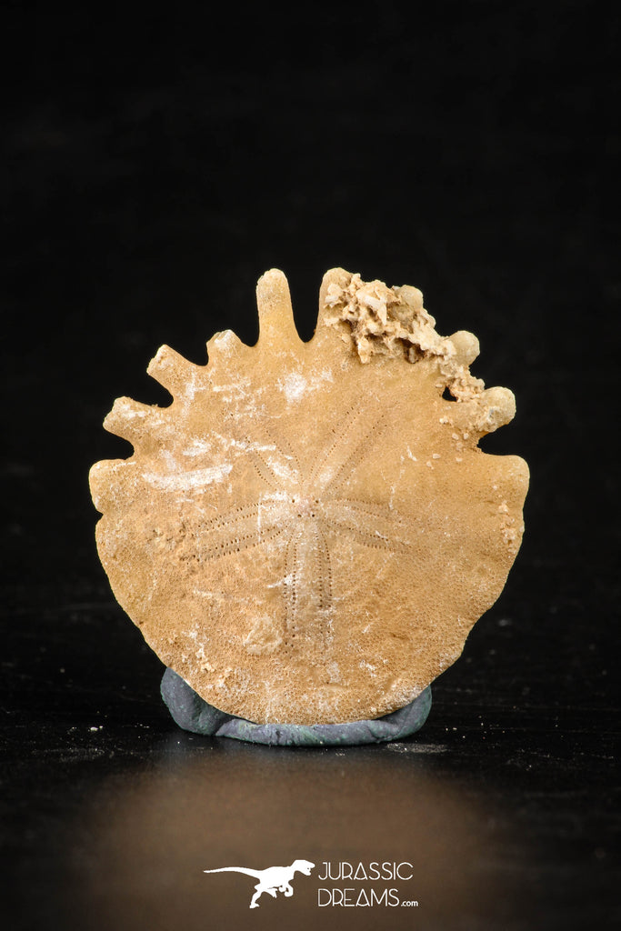 88247 - Top Beautiful 1.23 Inch Heliophora orbicularis (Urchin) Upper Pliocene