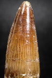 05035 -  Top Beautiful 1.94 Inch Spinosaurus Dinosaur Tooth Cretaceous