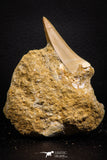 07692 - Top Rare Mosasaurus baugei 1.87 Inch Tooth in Matrix Late Cretaceous