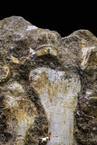 20496 - Finest Grade Unidentified Mosasaur 2 Phalanx Paddle Bones + Rhombodus Tooth