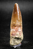 05035 -  Top Beautiful 1.94 Inch Spinosaurus Dinosaur Tooth Cretaceous