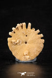 88247 - Top Beautiful 1.23 Inch Heliophora orbicularis (Urchin) Upper Pliocene