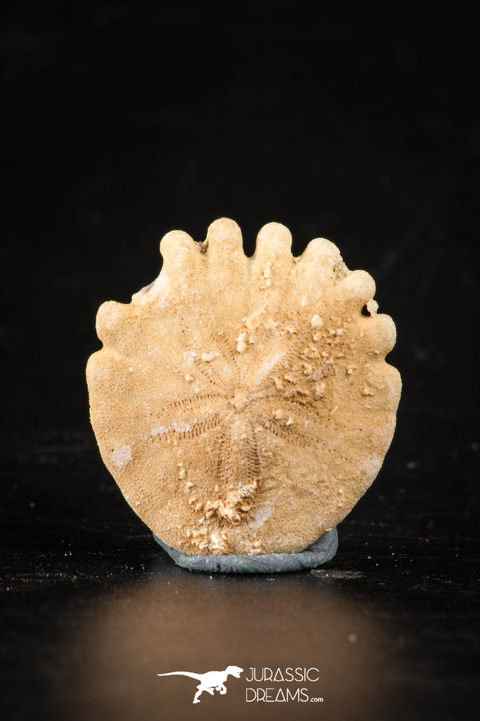88248 - Top Beautiful 1.06 Inch Heliophora orbicularis (Urchin) Upper Pliocene