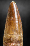 05035 -  Top Beautiful 1.94 Inch Spinosaurus Dinosaur Tooth Cretaceous