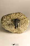 30757 - Beautiful 1.42 Inch Cyphaspis (Otarion) cf. boutscharafinense Devonian Trilobite