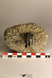 30757 - Beautiful 1.42 Inch Cyphaspis (Otarion) cf. boutscharafinense Devonian Trilobite