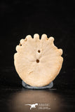 88248 - Top Beautiful 1.06 Inch Heliophora orbicularis (Urchin) Upper Pliocene