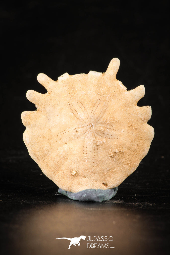 88249 - Top Beautiful 1.13 Inch Heliophora orbicularis (Urchin) Upper Pliocene